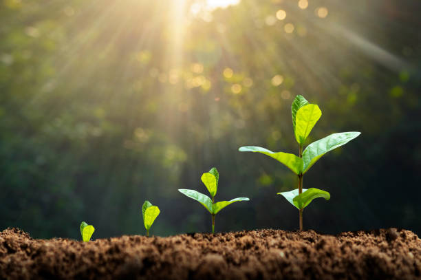 Plants growing in stages from small to large, symbolizing client account growth.
